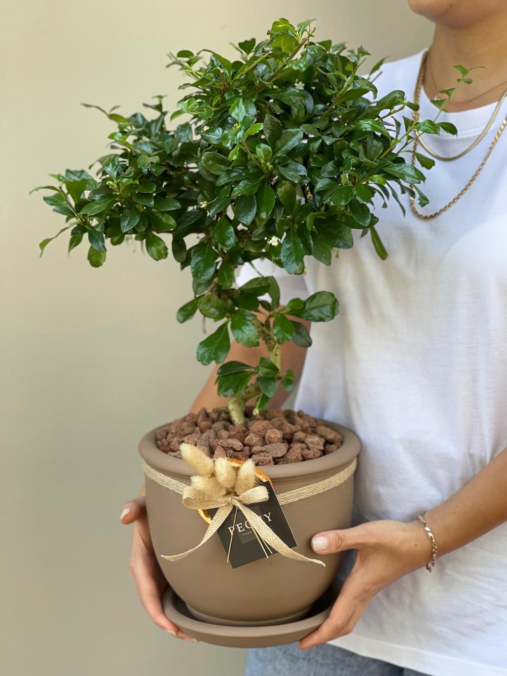 Zelkova Bonsai